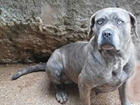 cane corso grigio